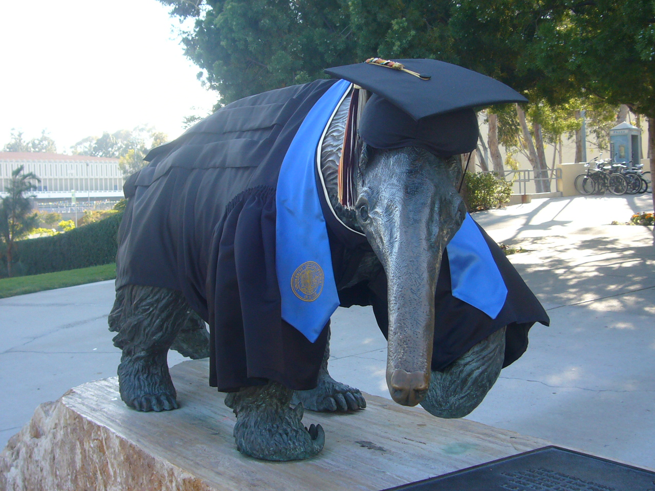 Commencement anteater
